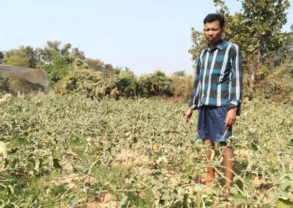 ବଣମଇଁଷି ଗାଁ ମୁହାଁ; ବ୍ୟାପକ ଫସଲ ନଷ୍ଟ