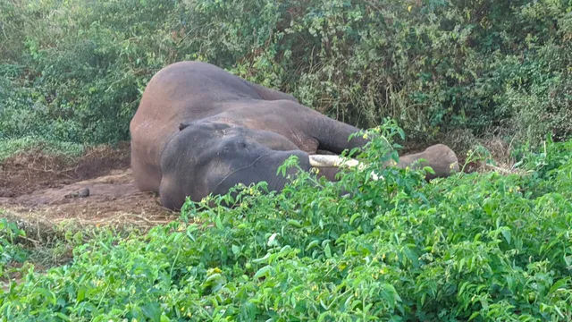 ଅନୁଗୁଳ ବନାଂଚଳ ହିଡିସିଙ୍ଗରେ ଦନ୍ତା ଅସୁସ୍ଥ, ଉଦ୍ଧାର ପାଇଁ ପ୍ରକ୍ରିୟା ଜାରି