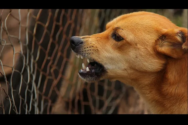 ଜଳାତଙ୍କ ରୋଗର କାରଣ ଖୋଜି ପାଇଲେ ବୈଜ୍ଞାନିକ