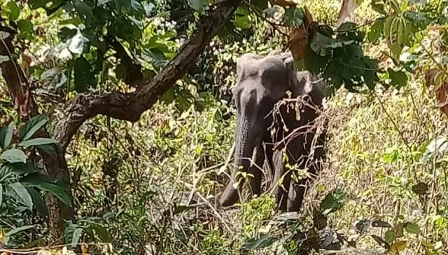 ସପ୍ତାହକ ମଧ୍ୟରେ ପୁଣି ଏକ ଦନ୍ତାହାତୀର ମୃତ୍ୟୁ, ପୋଡ଼ାଡିହା ରେଞ୍ଜରୁ ଦନ୍ତାର ମୃତଦେହ ଉଦ୍ଧାର