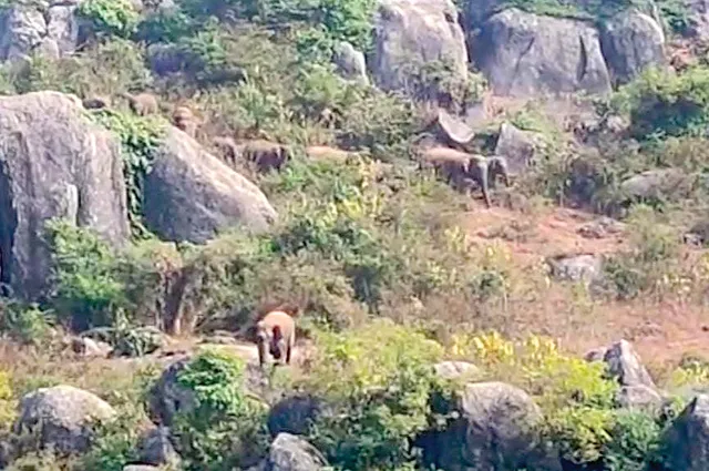 ସାତପହଣ୍ତିରେ ମାତିଛନ୍ତି ୧୪ଟିକିଆ ବଣୁଆ ହାତୀ