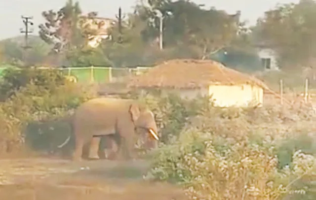 ହାତୀ ଆକ୍ରମଣରେ ଦୁଇଜଣଙ୍କ ପ୍ରାଣ ଗଲା