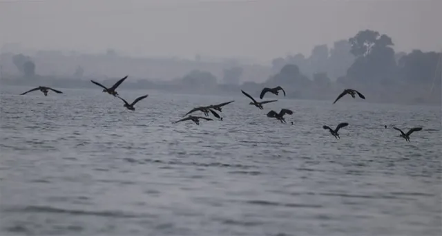 ହୀରାକୁଦ ଜଳଭଣ୍ଡାର ପାର୍ଶ୍ବରେ ପକ୍ଷୀ ଗଣନା