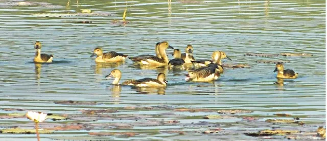 ଚନ୍ଦକା ଅଭୟାରଣ୍ୟରେ ପକ୍ଷୀ ଗଣନା, ଆସିଛନ୍ତି ୨୧୯୪୮ ପକ୍ଷୀ