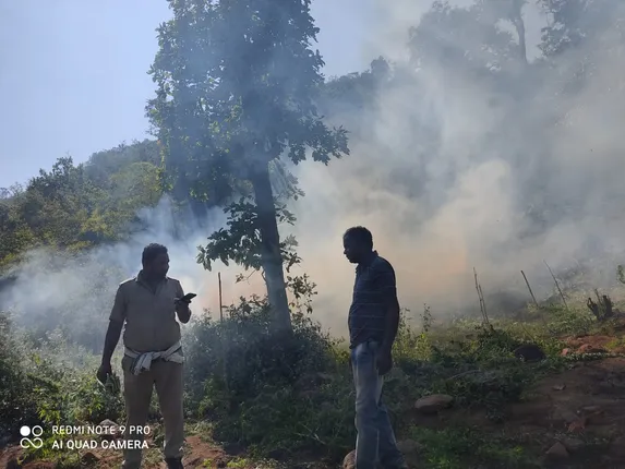 ସାଢ଼େ ୧୩ କୋଟି ଟଙ୍କାର ଗଞ୍ଜେଇ ଗଛ ନ‌ଷ୍ଟ