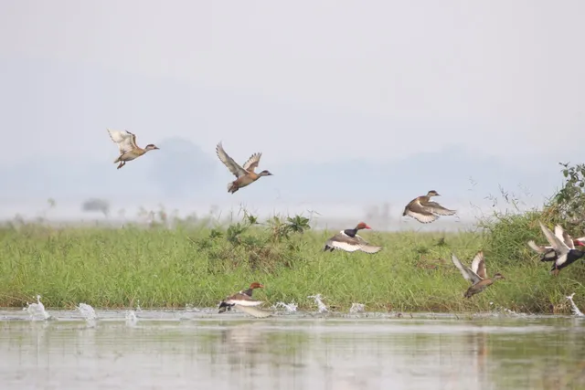 ହୀରାକୁଦରେ ୯୮ ପ୍ରଜାତିର ୧ ଲକ୍ଷ ୨୫ ହଜାର ପକ୍ଷୀ