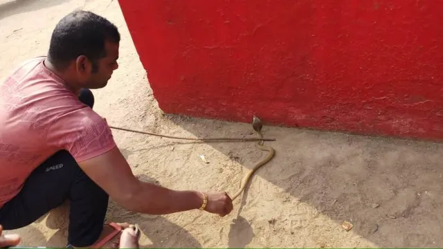 ଜୟପୁର ସଦରଥାନା ଷ୍ଟାଫ କ୍ବାଟର ପରିସରରୁ ନାଗ ସାପ ଉଦ୍ଧାର