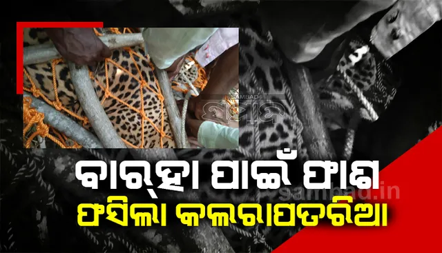 ଦେଖନ୍ତୁ ଭିଡିଓ: ବାର୍‌ହା ଫାଶରେ ପଡ଼ିଗଲା କଲରାପତରିଆ, ଆକ୍ରମଣରେ ଜଣେ ଆହତ 