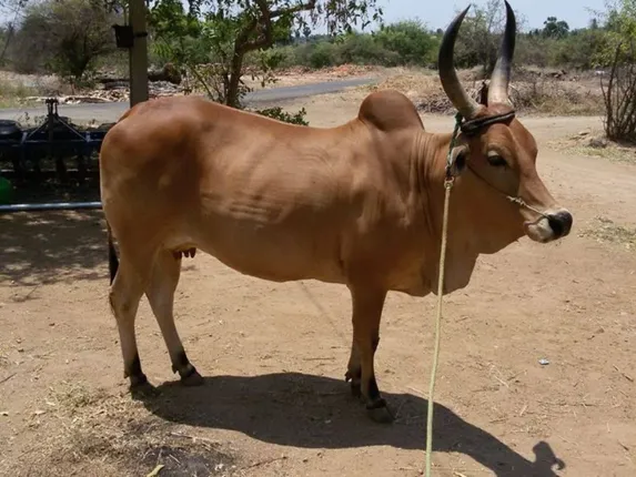 ଗାଈକୁ ଜାତୀୟ ପଶୁ ଘୋଷଣା କରାଯିବାର ଆବଶ୍ୟକତା ରହିଛି : ଆଲ୍ଲାହାବାଦ ହାଇକୋର୍ଟ