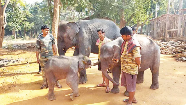 କପିଳାସ ଚିଡ଼ିଆଖାନାର ଶୋଭା ବଢ଼ାଉଛନ୍ତି ୬ ହାତୀ : ନ ଦେଖିଲେ ପର୍ଯ୍ୟଟକଙ୍କ ମନ ଭରୁନି