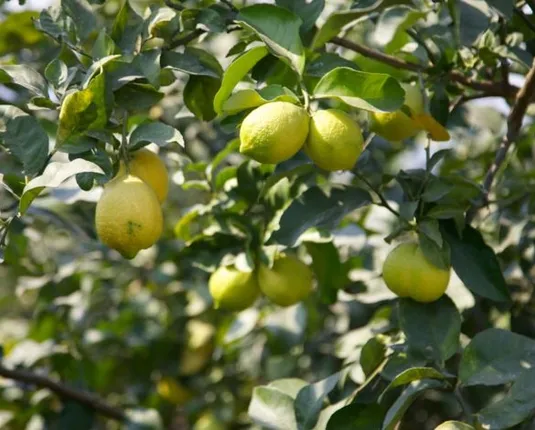 ଆସାମର ‘ଲେମ୍ବୁ ଗ୍ରାମ’, ଯେଉଁଠି ରହିଛି କୋଡ଼ିଏ ହଜାରରୁ ଅଧିକ ଲେମ୍ବୁ ଗଛ