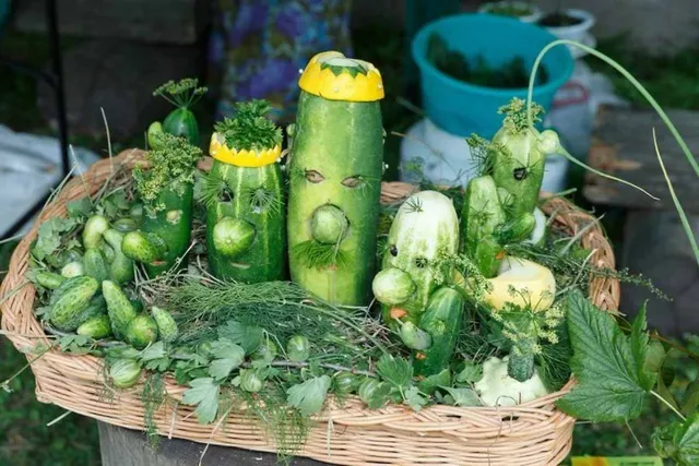 ସୁଜ୍‌ଦିଲ୍‌ କାକୁଡ଼ି ମହୋତ୍ସବ