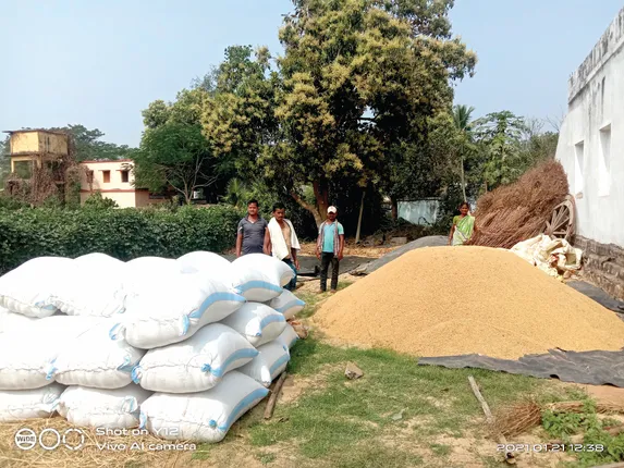 ଖାଦ୍ୟ ଯୋଗାଣ ଖାଉଟି କଲ୍ୟାଣ ବିଭାଗର ନିର୍ଦେଶ: ଧାନ ସଂଗ୍ରହ କରିବେ ଏସଏଚଜି