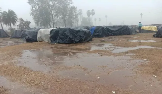 ଅଦିନିଆ ବର୍ଷାରେ ଭିଜିଲା ହଜାର ହଜାର ବସ୍ତା ଧାନ 