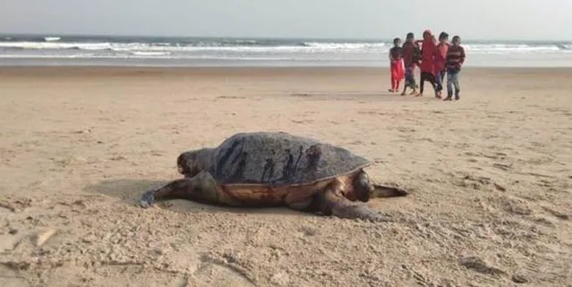 ଶିଆଳି ବେଳାଭୂମିରେ କଇଁଛ ମଡ଼କ! ବନ ବିଭାଗ କରୁନି କାରଣ ଅନୁଧ୍ୟାନ