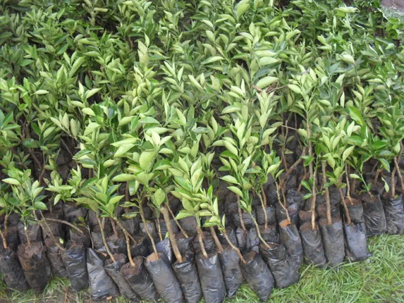 ବନ ବିଭାଗ ମହାଦୁର୍ନୀତି : ନର୍ସରି ନାମରେ ଖାଇଦେଲେ ଲକ୍ଷଲକ୍ଷ ଟଙ୍କା