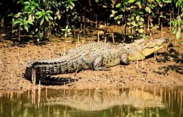 ଭିତରକନିକା ଜାତୀୟ ଉଦ୍ୟାନରୁ ୩୬ ବଡ଼ କୁମ୍ଭୀର ଗାଏବ !