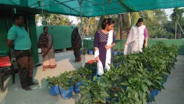 ଜଗତସିଂହପୁର ଚାଷୀଖଣ୍ଡରେ ଷ୍ଟ୍ରବେରି ବଗିଚା; ପଲିମର୍‌ ଇଂଜିନିୟରରୁ ସଫଳ ଫଳ ଚାଷୀ ଚିନ୍ମୟ