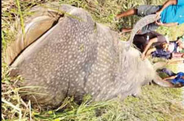 ବରଡ଼ିହା ମୁହାଣରୁ ମୃତ ତିମି ଉଦ୍ଧାର