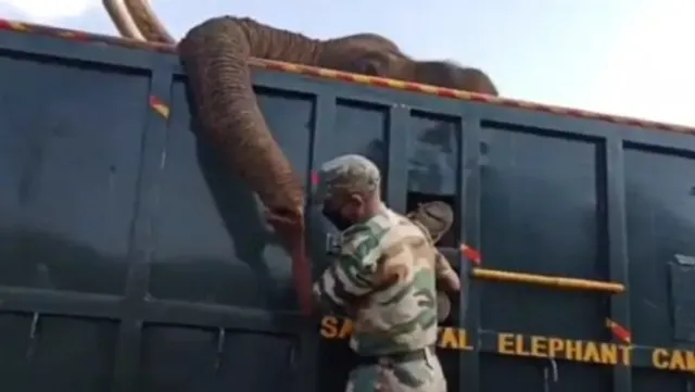 ଗୁରୁତର ଥିବା ହାତୀର ମୃତ୍ୟୁ; ଦେଖନ୍ତୁ କିଭଳି କାନ୍ଦିକାନ୍ଦି ଅନ୍ତିମ ବିଦାୟ ଦେଲେ ବନ ଅଧିକାରୀ