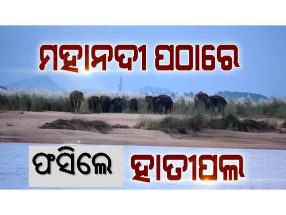 ଆଠଗଡ଼ ସଂରକ୍ଷିତ ଜଙ୍ଗଲରୁ ‌ଚନ୍ଦକା ଅଭୟାରଣ୍ୟ ଫେରୁଥିବା ବେଳେ ମହାନୀଦରେ ଫସିଲେ ହାତୀପଲ