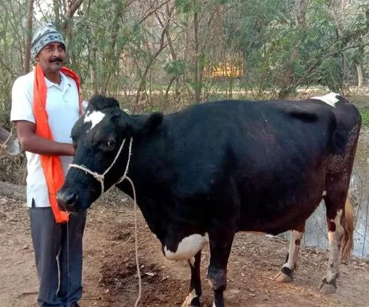 କାମଧେନୁ ଗାଈ: ବିନା ବାଛୁରୀରେ ୧୫ ବର୍ଷ ହେଲା ଏହି ଗାଈ ଦେଉଛି କ୍ଷୀର