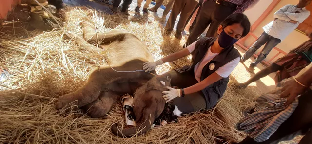 କଳାଟମକ ଗ୍ରାମ ନିକଟରୁ ଉଦ୍ଧାର ହେଲା ୩ ଦିନର ମାଈ ହାତୀ "ଟୁମୁକି"