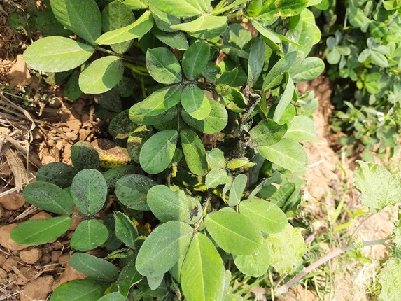 ଚିନା ବାଦାମରେ ପତ୍ରଖିଆ, ବିରିମୁଗରେ ଜଉପୋକ