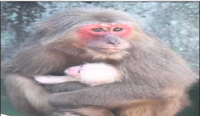 ନନ୍ଦନକାନନ ଖବର: ସୁଧୁରୁଛି ଲବ, କୁଶର ପଛ ଗୋଡ଼ ଭାଙ୍ଗିଛି