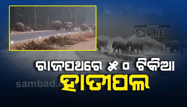 ୫୫ ନମ୍ବର ଜାତୀୟ ରାଜପଥ ଉପରେ ୫୦ ଟିକିଆ ହାତୀପଲ, ଦେଖନ୍ତୁ ଭିଡିଓ