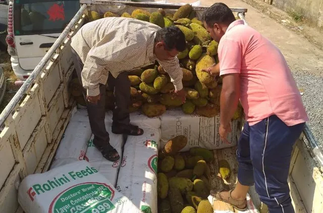 ପଣସ ବୋଝେଇ ବୋଲେରୋରୁ ୮ କୁଇଣ୍ଟାଲ ଗଂଜେଇ ଜବତ