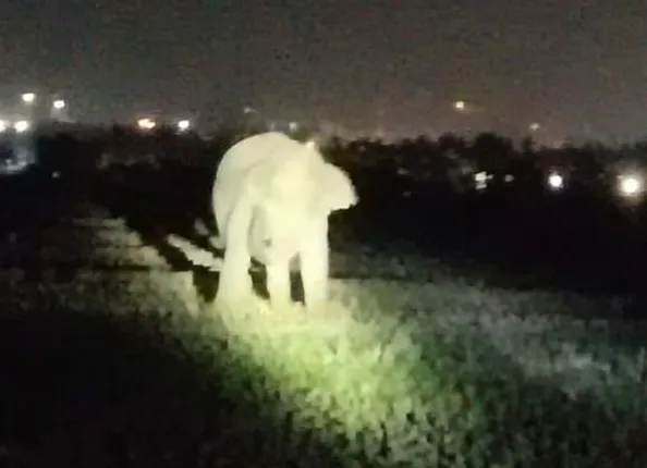 ଖୋର୍ଦ୍ଧା ସହରରେ ପୁଣି ଦନ୍ତା ପଶିଲା