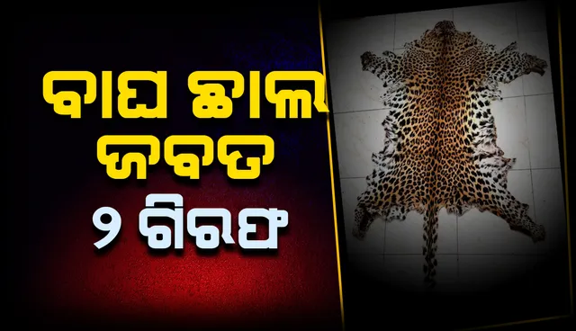 ନୂଆପଡ଼ାରୁ ପୁଣି ବାଘଛାଲ ଜବତ, ୨ ଅଭିଯୁକ୍ତ ଗିରଫ