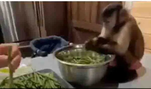 ମହିଳାଙ୍କ କଥା ମାନି ଦେଖନ୍ତୁ କିପରି ସଙ୍ଗେସଙ୍ଗେ ପରିବା କାଟି ପକାଉଛି ମାଙ୍କଡ଼