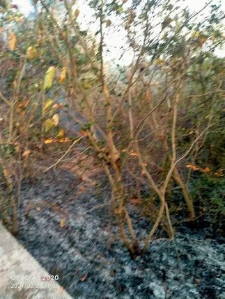 ଧବଳେଶ୍ବର ପାର୍ଶ୍ବ ଜଙ୍ଗଲରେ ନିଆଁ