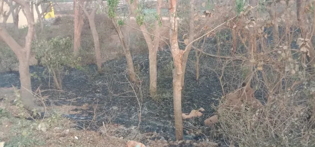 ଜଳିଗଲା କୁଦପାଟଣା ଗ୍ରାମ୍ୟ ଜଙ୍ଗଲ