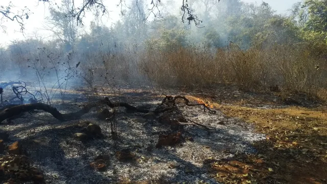 ହରିଚନ୍ଦନପୁର : ଜଙ୍ଗଲରେ ଲାଗିଛି ନିଆଁ