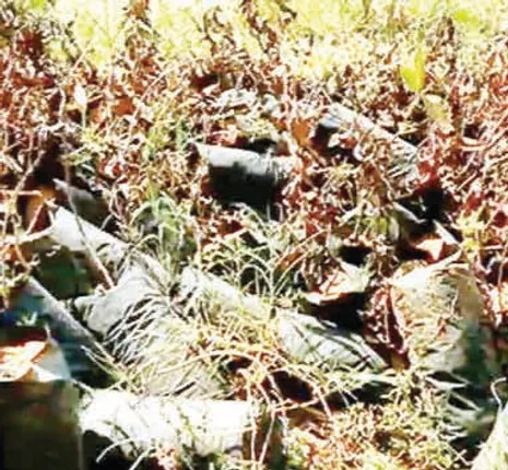 ବନୀକରଣ ଯୋଜନାରେ ମହାଦୁର୍ନୀତି: କାମ ନକରି ବି ଟଙ୍କା ପାଉଛନ୍ତି ଶ୍ରମିକ