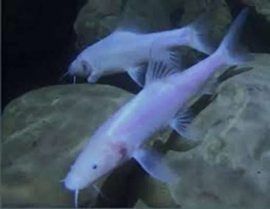 ନୂଆ ସମୟ ନୂଆ କଥା : ସର୍ବବୃହତ୍‌ ଭୂଗର୍ଭସ୍ଥ ଅନ୍ଧ ମାଛ ଏବଂ ଷ୍ଟେମ୍‌ ସେଲ୍‌ ଓ ମସ୍ତିଷ୍କ ଟିସୁ