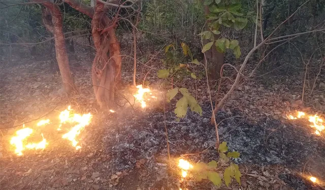 ଜୁଳୁଛି ଜଙ୍ଗଲ; ଆୟତ୍ତ ପାଇଁ ବନ ବିଭାଗର ଉଦ୍ୟମ