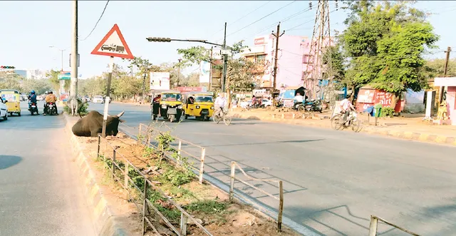 ଡିଭାଇଡର୍‌ରୁ ଗଛ ଉଭାନ୍‌: କିଛି ମରିଗଲା, କିଛି ବୁଲାଗୋରୁ ଖାଇଦେଲେ