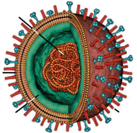 ଖୋଲା ଝରକା : ଭୟାବହ ଭାଇରସ୍‌