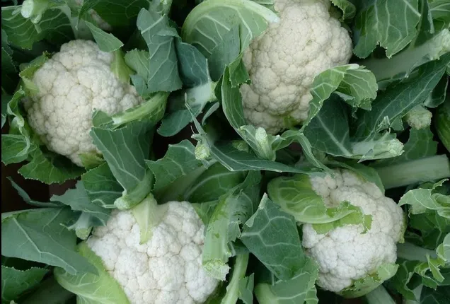 ଫୁଲକୋବି ନାଡ ଫୋଫାଡ଼ି ଦେଉଛନ୍ତି କି ? ନାଡରେ ବି ଭରପୁର ଅଛି ଏସବୁ ଭିଟାମିନ