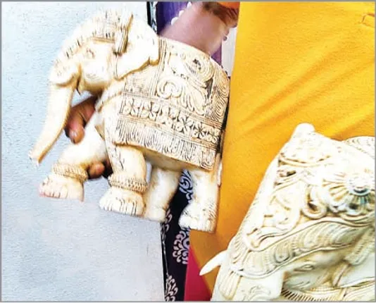 ଘର ଭିତରୁ ହାତୀଦାନ୍ତ ଓ ମୂଲ୍ୟବାନ ମୂର୍ତ୍ତି ଜବତ, ଗୃହକର୍ତ୍ତାଙ୍କୁ କୋର୍ଟଚାଲାଣ