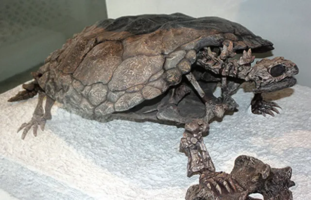 ନୂଆ ସମୟ ନୂଆ କଥା : ୧ ଟନ୍‌ର କଇଁଛ ଜୀବାଶ୍ମ ଏବଂ ବିଶ୍ୱର ଦାମୀ ଅଟ୍ଟାଳିକା ପ୍ରିନ୍‌ସେସ୍‌ ଟାୱାର୍‌, ଦୁବାଇ