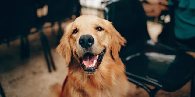 କୁକୁର ଓ ବିରାଡ଼ିଙ୍କ ପାଇଁ ଅଙ୍ଗୁର ବିଷ