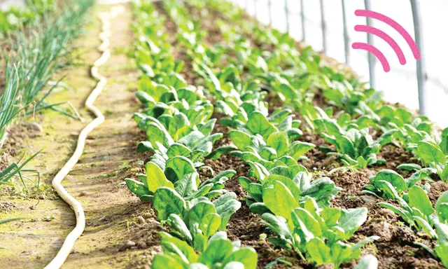 ପାଳଙ୍ଗ ଶାଗ ପଠାଇଲା ଇ-ମେଲ୍‌