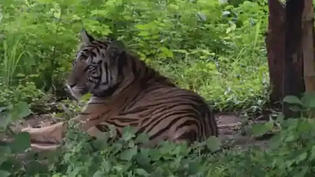 ଚୁନଭାଟି ଅଞ୍ଚଳରୁ ବାଘୁଣୀ ଗାଏବ୍‌: ବାଘୁଣୀକୁ ମାରି ପୋତି ନାହାନ୍ତି ତ?