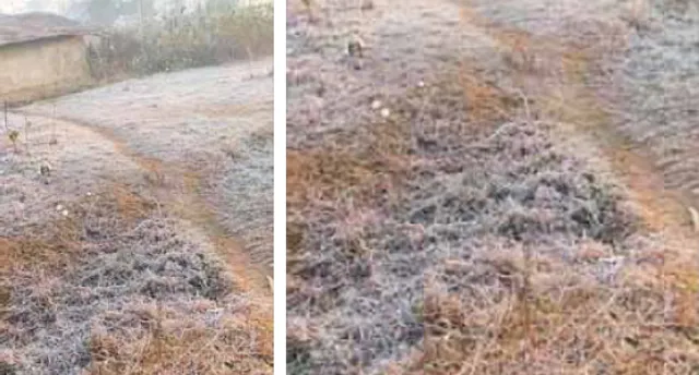 କୋଇଡ଼ାରେ ତୁଷାରପାତ