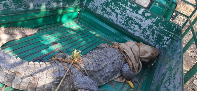 ଡ୍ରେନରୁ ଉଦ୍ଧାର ୮ ଫୁଟିଆ କୁମ୍ଭୀରକୁ ଘୋଡ଼ାହାଡ଼ ଡ୍ୟାମ୍‌ରେ ଛଡ଼ାଗଲା